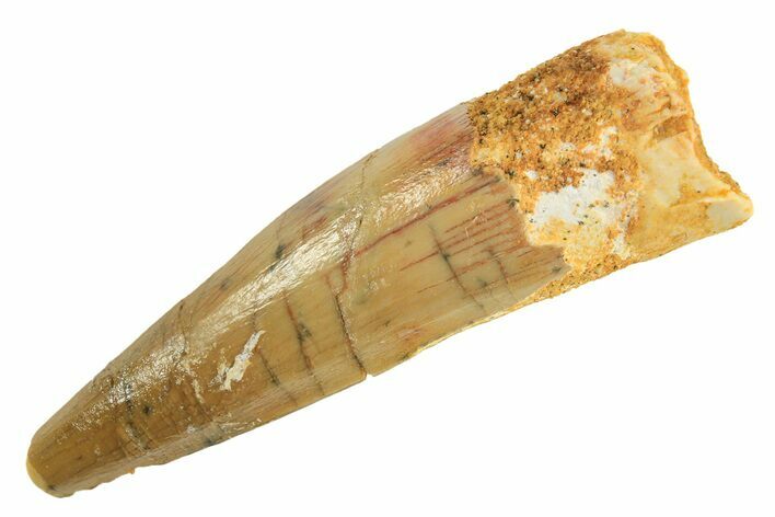 Fossil Spinosaurus Tooth - Real Dinosaur Tooth #299121